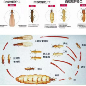 南沙区榄核镇白蚁防治 工厂商场消杀除四害杀虫灭鼠