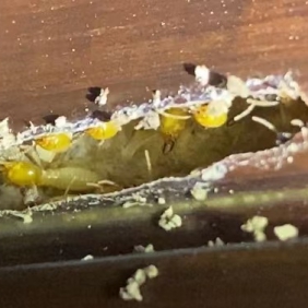 南沙大岗白蚁防治公司-建安灭白蚁公司值得信赖!