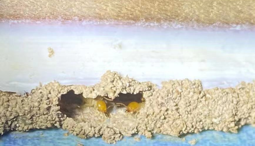 番禺洛溪白蚁防治公司，洛溪白蚁预防，洛溪除四害【服务贴心周到]