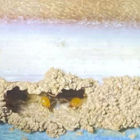 南沙白蚁防治公司，灭白蚁除虫，上门消杀白蚁