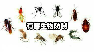 番禺消杀公司，番禺除四害灭鼠，番禺白蚁公司