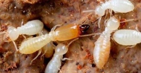 番禺桥南白蚁防治,桥南除四害杀虫 番禺桥南白蚁防治,桥南除四害杀虫