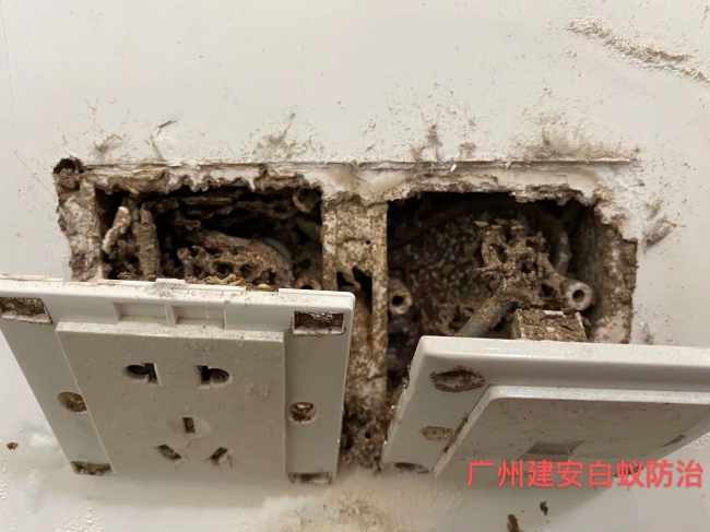 番禺市桥白蚁防治公司 市桥灭白蚁 上门消杀虫鼠