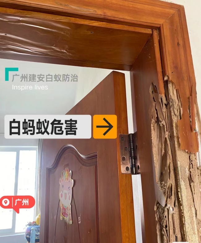 番禺石基白蚁防治 石基除白蚁 石基白蚁预防