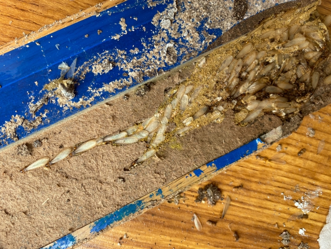 番禺区灭杀白蚁服务 30分钟快速上门服务 售后无忧