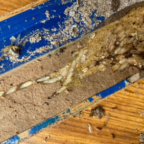 番禺大龙街白蚁防治 大龙街灭白蚁 建筑物预防白蚁