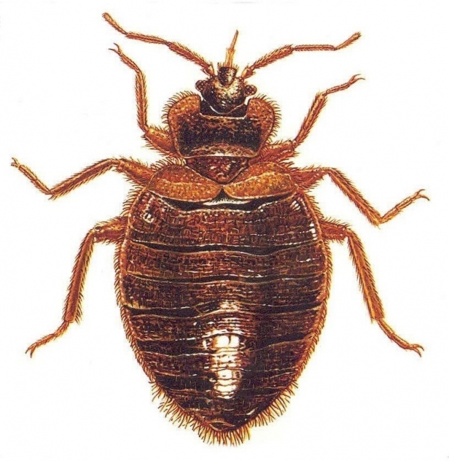 南沙除虫杀臭虫公司 南沙工厂 宿舍灭跳蚤