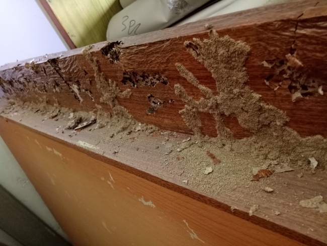 番禺区洛浦白蚁防治中心,洛浦灭白蚁,消杀蚂蚁 番禺区洛浦白蚁防治中心,洛浦灭白蚁,消杀蚂蚁