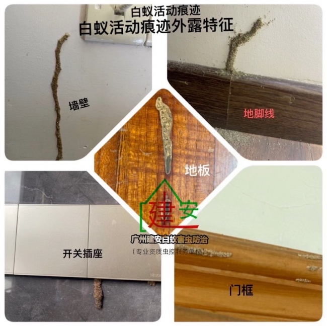 番禺东环白蚁防治，东环除四害杀虫，东环装修白蚁预防