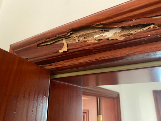 番禺东环白蚁防治，东环街除四害杀虫，东环灭杀害虫建安公司口碑好!