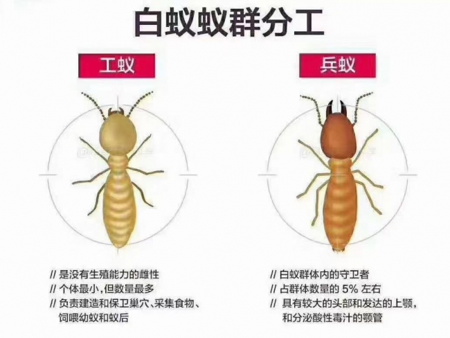 沙头街白蚁防治所 番禺建安防治白蚁 沙头街白蚁灭治电话