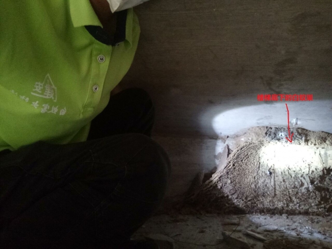 沙湾白蚁防治中心 沙湾白蚁防治研究所灭治白蚁服务