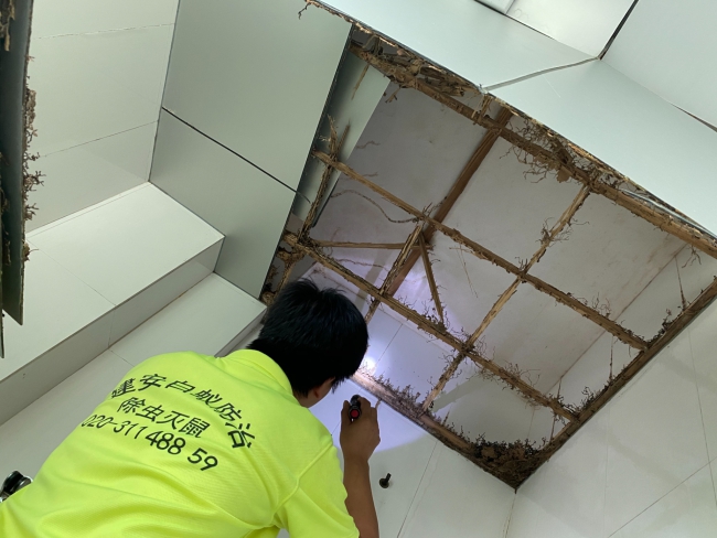 番禺杀白蚁公司，番禺除四害消杀公司(建安服务区域全覆盖)