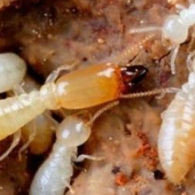 新造大学城白蚁防治中心，大学城预防白蚁，消杀蚂蚁