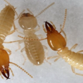 南沙珠江街白蚁防治，珠江街上门治白蚁公司