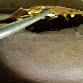 南沙白蚁防治公司 如何才能远离白蚁