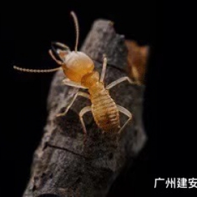 南沙白蚁 珠江街灭白蚁 珠江街消杀白蚂蚁