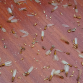 如何确认家里已遭到白蚁危害 番禺白蚁防治中心