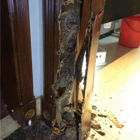 大岗镇白蚁防治公司,南沙区白蚁灭治供应商