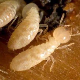 灭治白蚁的方法-番禺白蚁防治中心