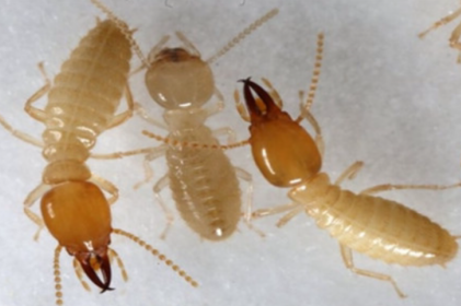 南沙珠江街白蚁防治,珠江街上门治白蚁公司 南沙珠江街白蚁防治,珠江街上门治白蚁公司