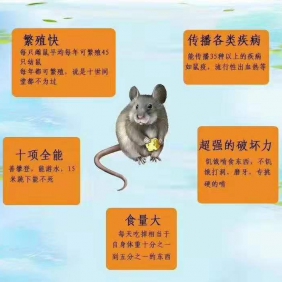 老鼠喜欢藏匿的位置 番禺除虫灭鼠公司 防鼠灭鼠服务