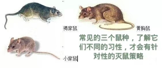 番禺灭鼠公司 餐厅 酒楼 食品加工场防老鼠措施