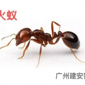 红火蚁，灭红火蚁，广州市建安白蚁害虫防治