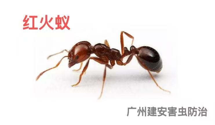 红火蚁，灭红火蚁，广州市建安白蚁害虫防治
