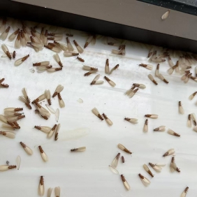 番禺白蚁防治所,建安防治白蚁技术中心,专业防治白蚁机构