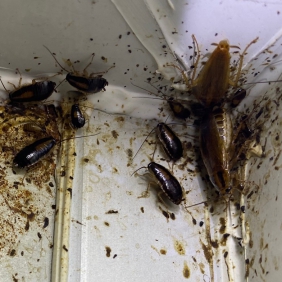 蟑螂，灭蟑螂，消杀蟑螂，上门防治蟑螂