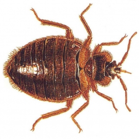 吸血虫：臭虫；跳蚤；虱子