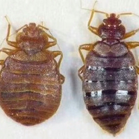 吸血虫：臭虫；跳蚤；虱子