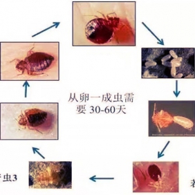 吸血虫：臭虫；跳蚤；虱子