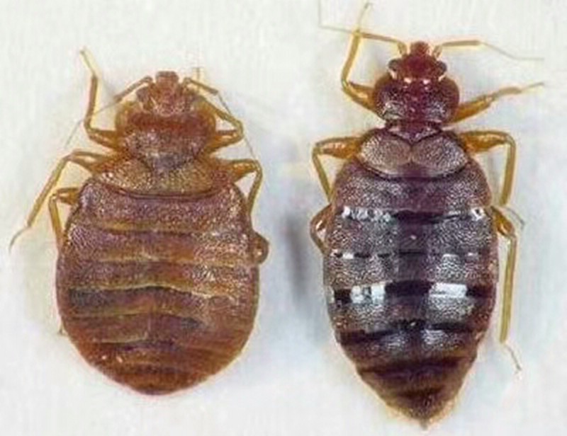 吸血虫：臭虫；跳蚤；虱子