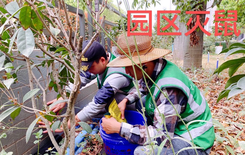 园区灭老鼠，专业防治老鼠