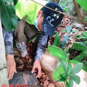 防蛇 驱蛇 广州建安害虫防治 蛇类防治
