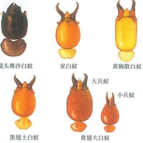 白蚁防治，常见白蚁种类