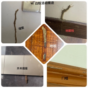 上门灭白蚁，白蚁活动痕迹图片