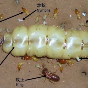 白蚁防治,白蚁蚁后