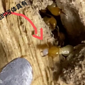 白蚁防治